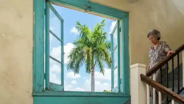 Royal palm fronds swaying slowly outside a sunny stair-landing window with a turquoise frame